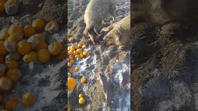Хрюшкам. ВИТАМИНЫ ЗИМОЙ. смотреть онлайн