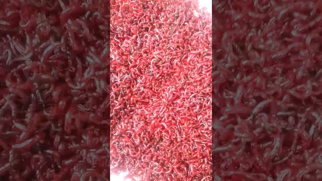 Мотыль насадочный.