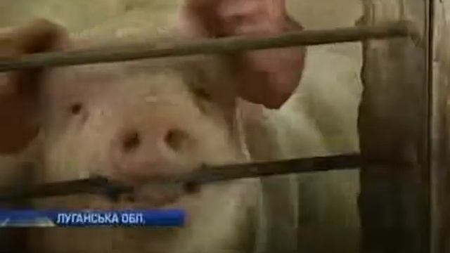 Россия ограничила экспорт украинской свинины смотреть онлайн