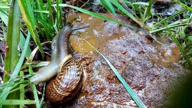 Красота улитки