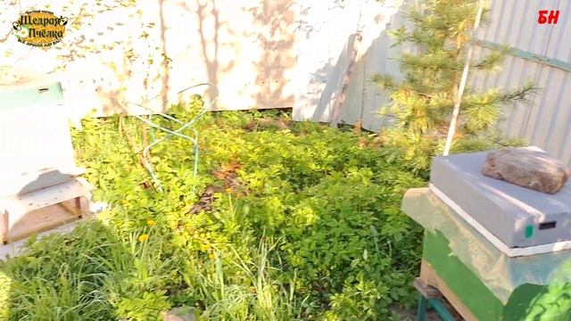 пчеловодство, весна, маток подсадили идем дальше смотреть онлайн