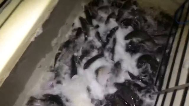 Привоз Форели смотреть онлайн