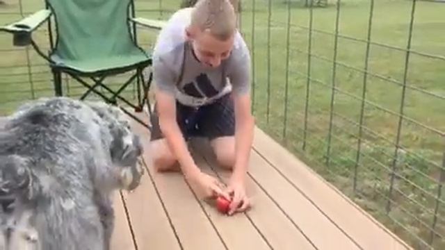 How to split an apple with your finger смотреть онлайн