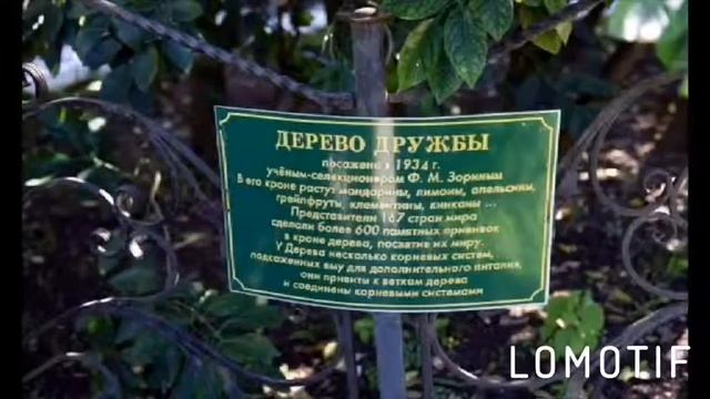 сад -музей " Дерево дружбы" смотреть онлайн