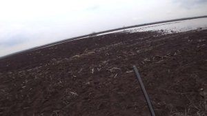 ОТКРЫТИЕ ВЕСЕННЕЙ ОХОТЫ НА ГУСЯ! НА КУКУРУЗНЫХ ПОЛЯХ.