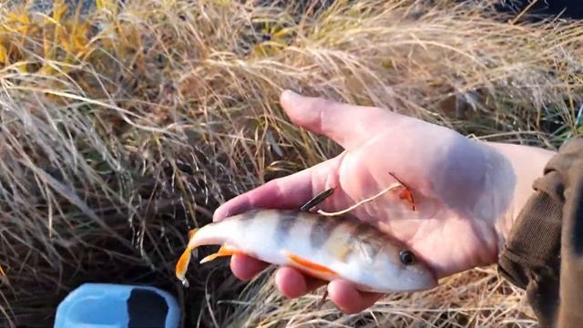 Зарыбления озеро хищником, окунем. смотреть онлайн