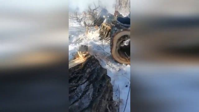 Дикие пчелы в старом пне зимой / Wild Bees Lived In An Old Stump In Winter