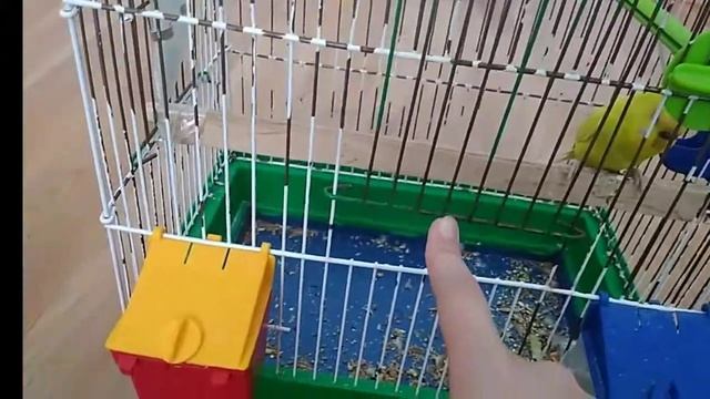 Что нужно иметь в клетке у волнистого попугая. смотреть онлайн