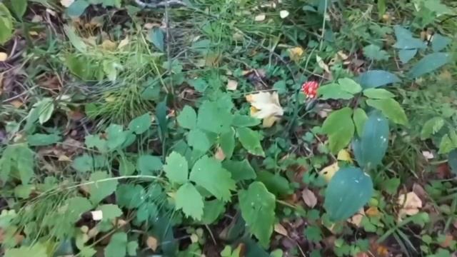 Настенька (в поисках мухоморов 🍄) смотреть онлайн
