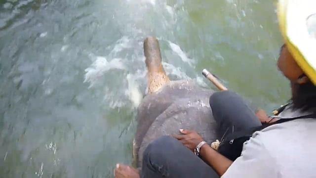 Купание слона.MP4