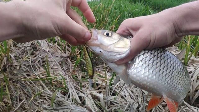 Ловля голавлья на китайский воблер! смотреть онлайн