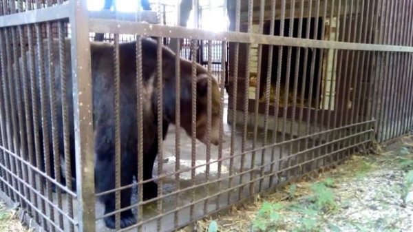 Танцующий медведь