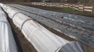 Простой способ укрыть клубнику/Весенние заморозки