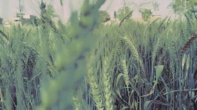 Very beautiful wheat 4k Video Dslr смотреть онлайн