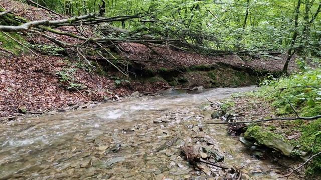 Расслабьтесь, отдохните и успокойте нервы под звук ручья в лесу утром. Расслабляющие звуки природы. смотреть онлайн