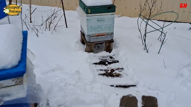 пчеловодство, какую породу пчел выбрать личное дело каждого да смотреть онлайн