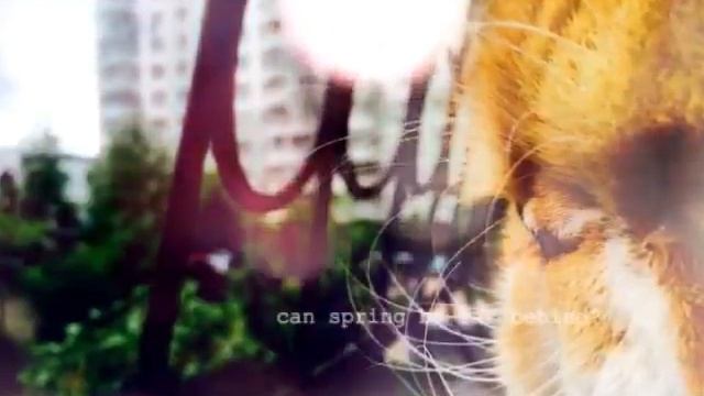 Фотосессия с Fox:l🐼 смотреть онлайн