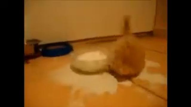 Молоко я схожу с ума Приколы смотреть онлайн