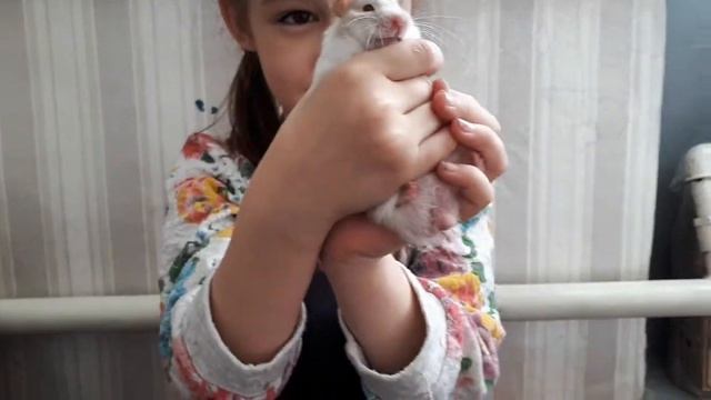 Сирийские хомяки. Знакомимся) смотреть онлайн