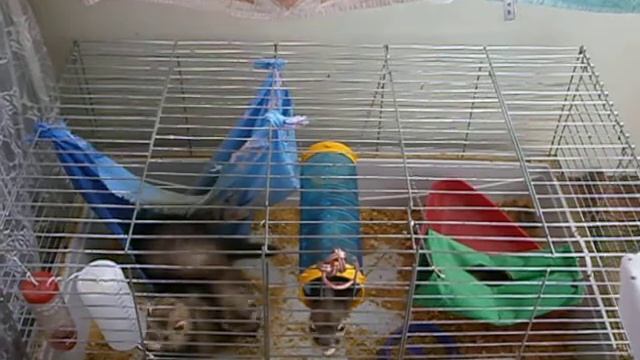 Трое хорей в клетке на балконе