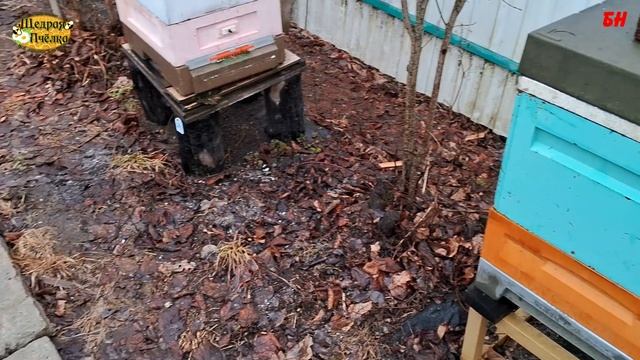 пчеловодство, западо-восточные пчелы и их зимовка смотреть онлайн