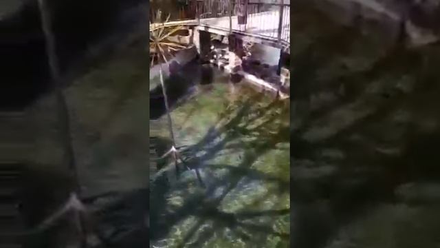 Отзывы туристов. Абхазия экскурсии Papahatour333 +79407633339