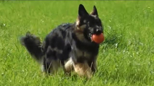 Догтренинг 535. Настоящая немецкая овчарка! Истинный представитель легендарной породы