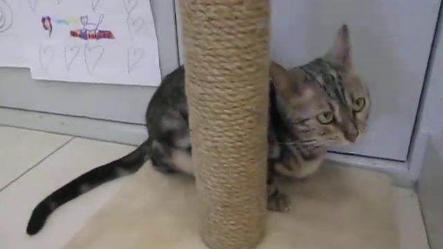 Коты в своем музее смотреть онлайн