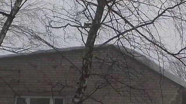 Белочка!Squirrel!松鼠🐾