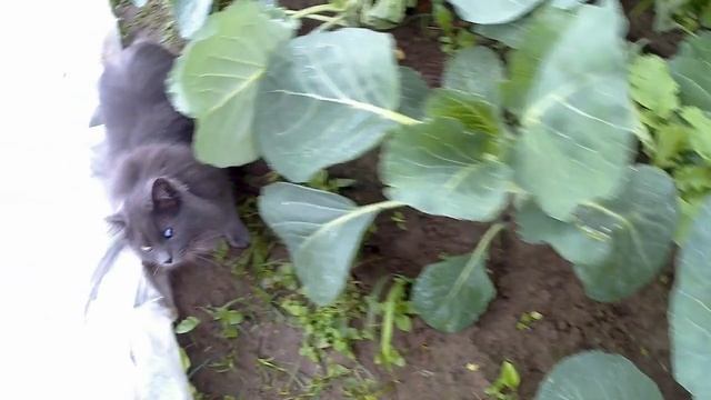 Экскурсия по нашему огороду со мной и Серым котом . 8 июля смотреть онлайн