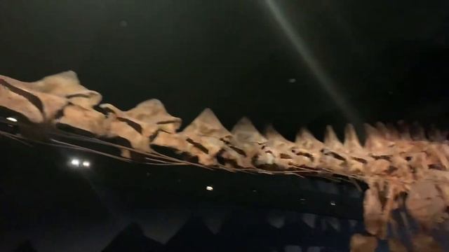 USA, New York, American Museum Of National History