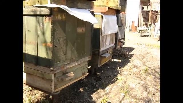 Бджоли розпочали новий сезон