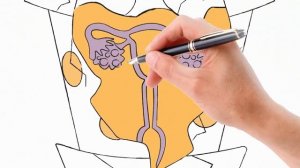 Новый комплекс «Мио инозитол & D хиро инозитол» серии Women's Health