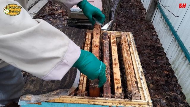 пчеловодство, итог зимовки верхняя вентиляция сколько осталось кормов смотреть онлайн