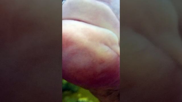 рыба смотреть онлайн