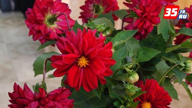 Астрами и георгинами украсили свой избирательный участок жители поселка Можайское