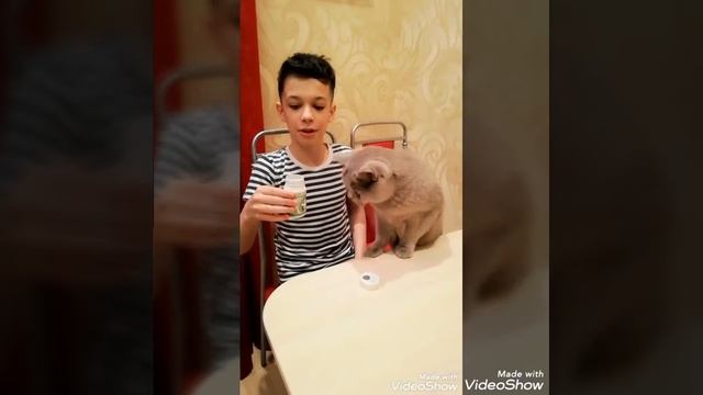 Британская кошка ест Курунговит от компании Арго.