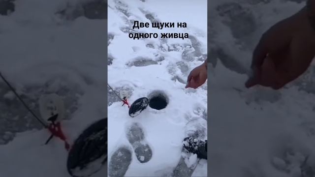 Две щуки на одного живца #рыбалка #приколы #рыба