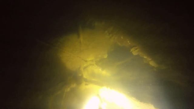 подводная охота 24,10,2020 река протва смотреть онлайн