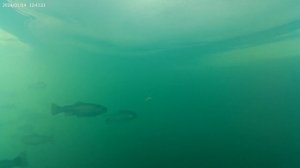 Поклёвка форели на креветку