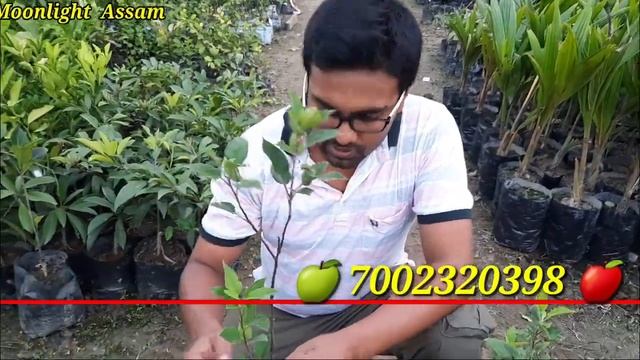 Buy Hariman 99 Apple Plant|📱7002320398👈|Apple Plant|Apple farming|@moonlightassam2951 смотреть онлайн
