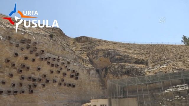 Nesli tehlike altında: Urfa'da koruma altındaki 30 kelaynak göçe kanat çırptı! смотреть онлайн