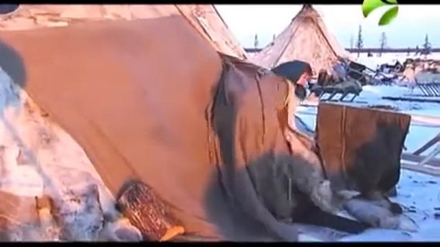 Полярные истории. Как живут люди в тундре