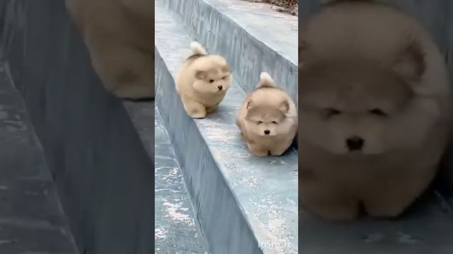 Милое видео с животными смотреть онлайн