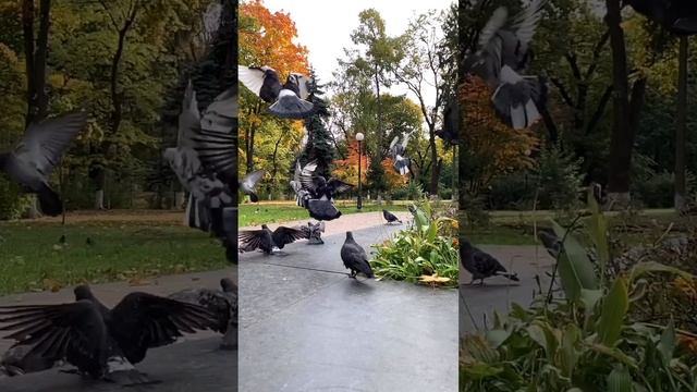 Прогулка с Машей в Мариинском парке, октябрь 2019 смотреть онлайн