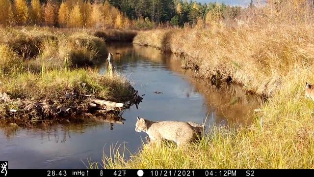 Mac DeMarco - Still Beating (with Trail Cam Footage) смотреть онлайн