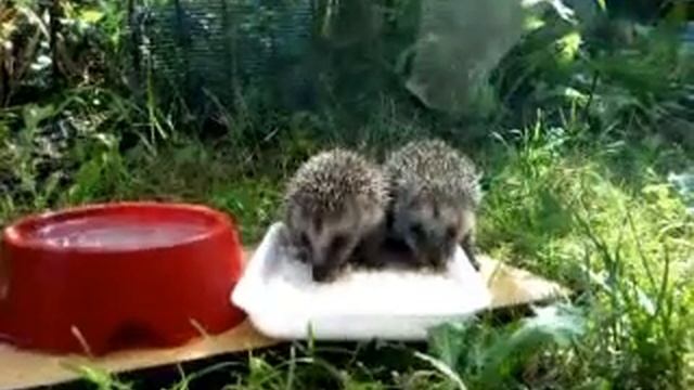 Дикие ёжики 4