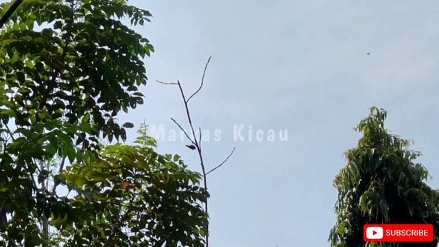 MIKAT SOGON GAK SESUAI TARGET❗Pikat Sogok Ontong смотреть онлайн