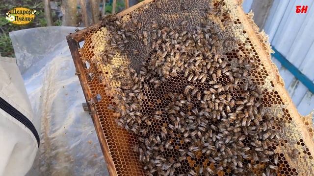 пасека, Почему не утепляю семьи весной контроль развития семей смотреть онлайн