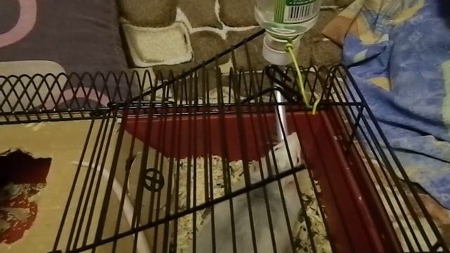 Крыса в семье. смотреть онлайн